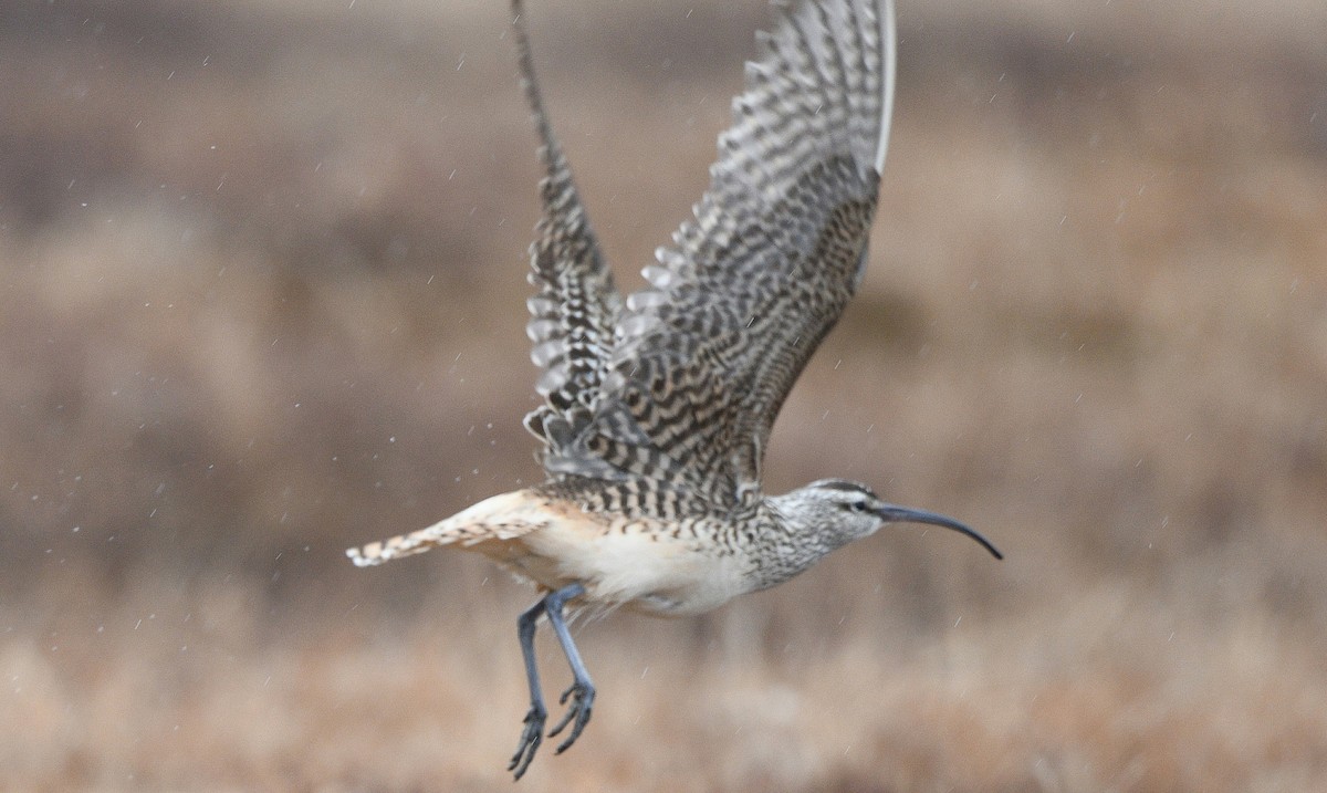 Bristle-thighed Curlew - ML620135135