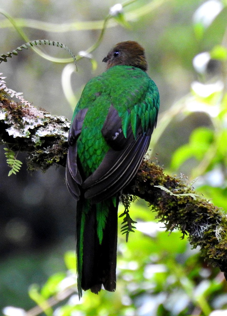 Quetzal Guatemalteco - ML620135139