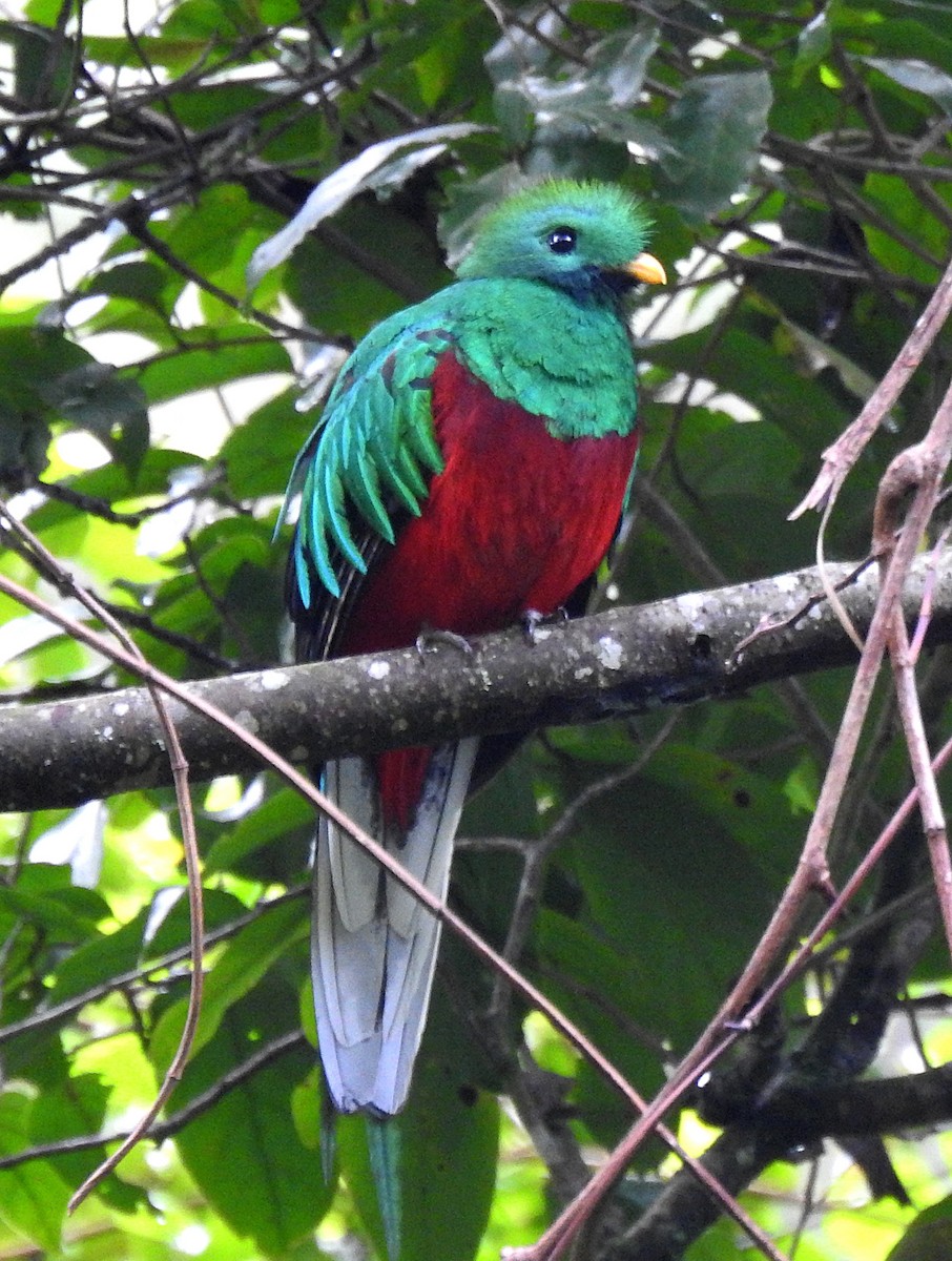 Quetzal resplendissant - ML620135140