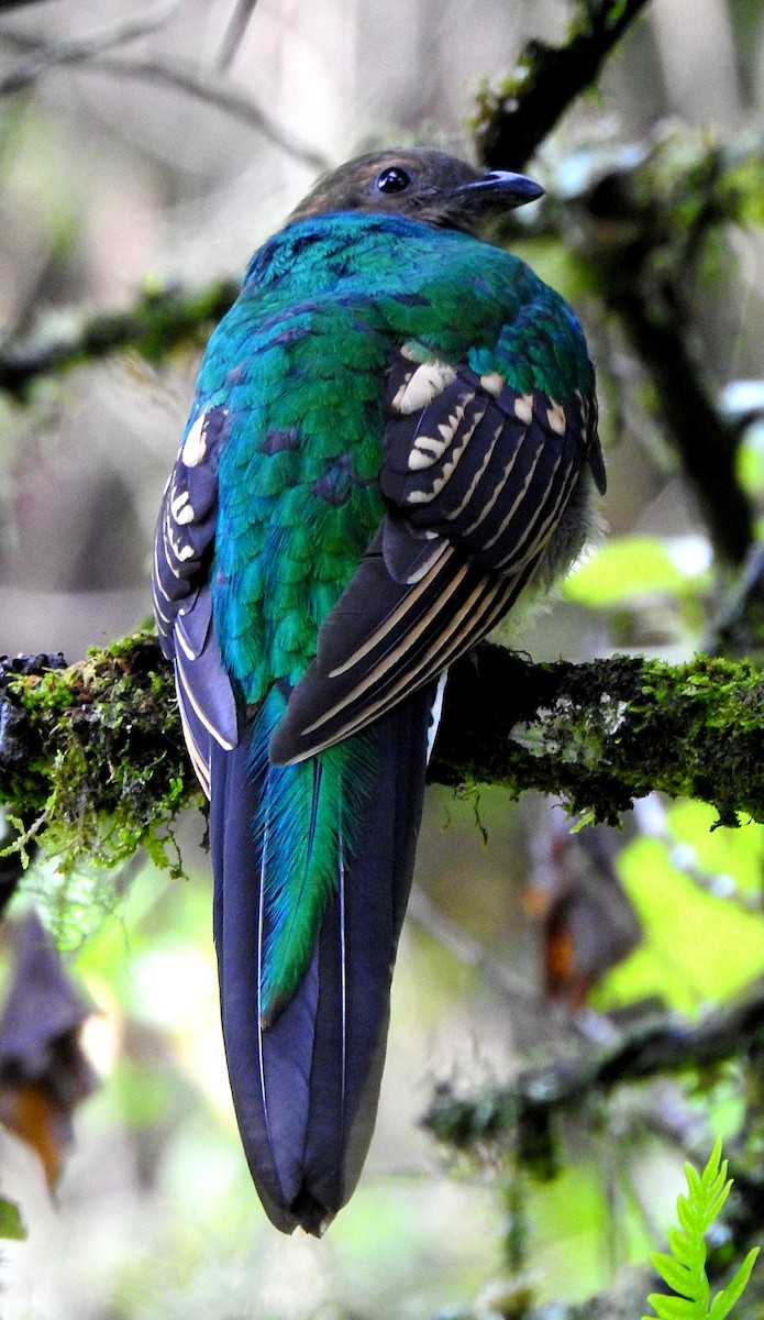 Quetzal Guatemalteco - ML620135141