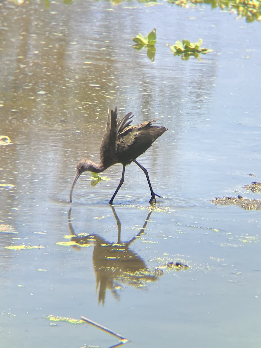 ibis americký - ML620135145