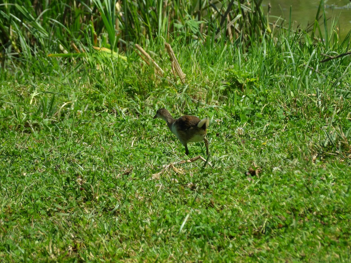 Eurasian Moorhen - ML620135150