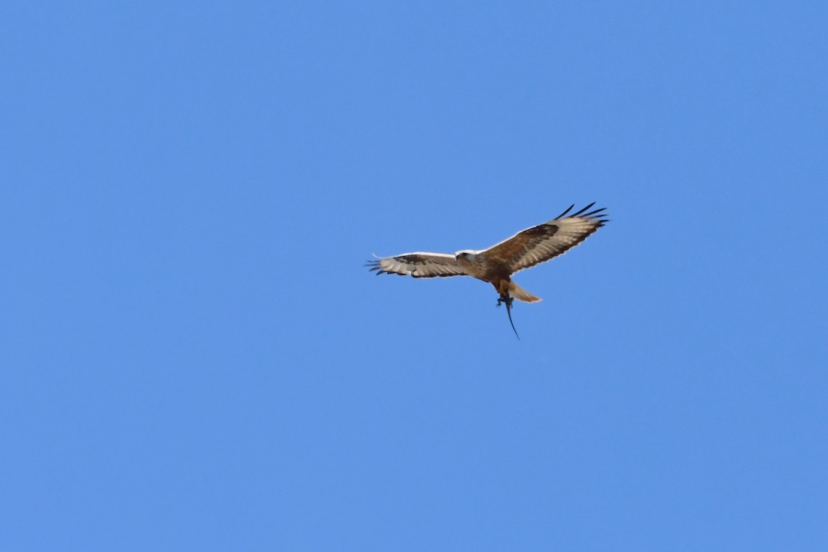 Long-legged Buzzard - ML620135156