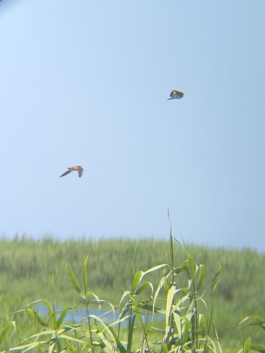 Golondrina Aserrada - ML620135174