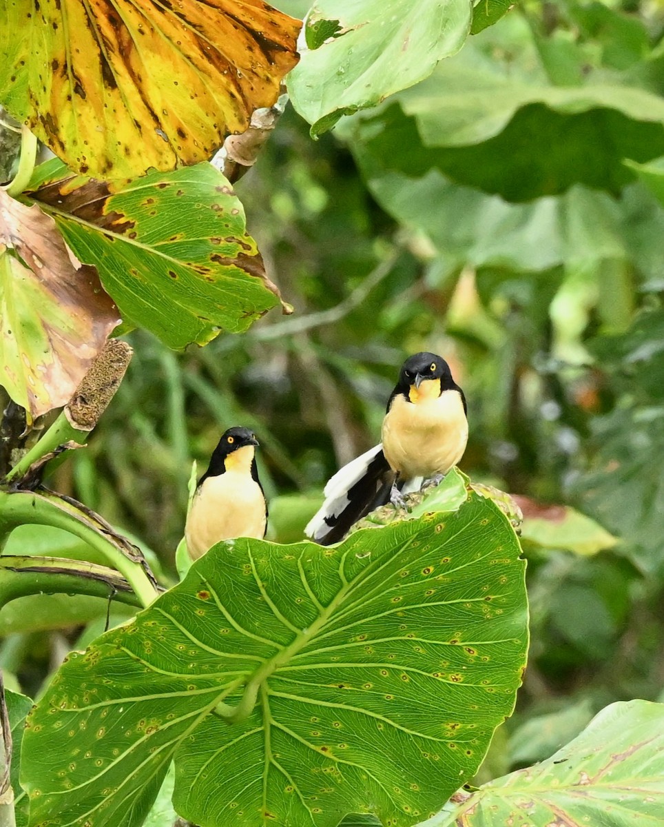 Black-capped Donacobius - ML620135188