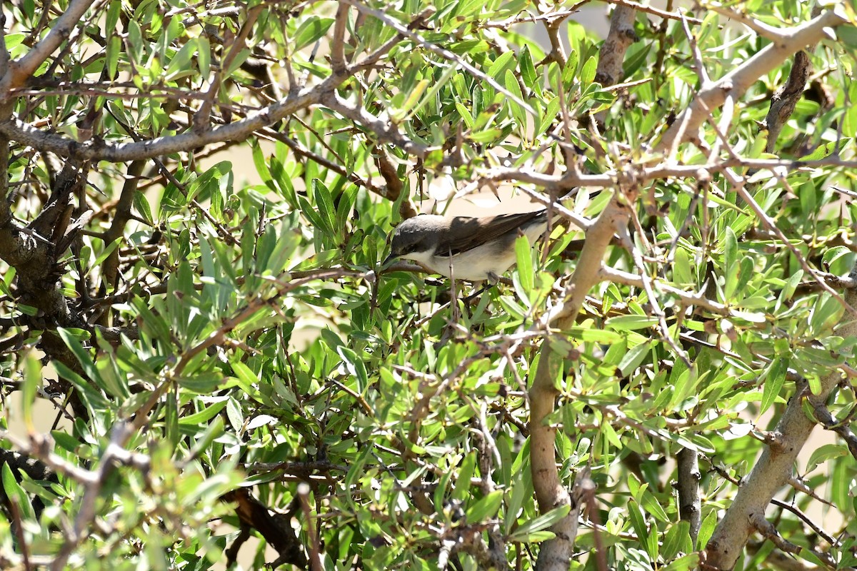 Eastern Orphean Warbler - ML620135190