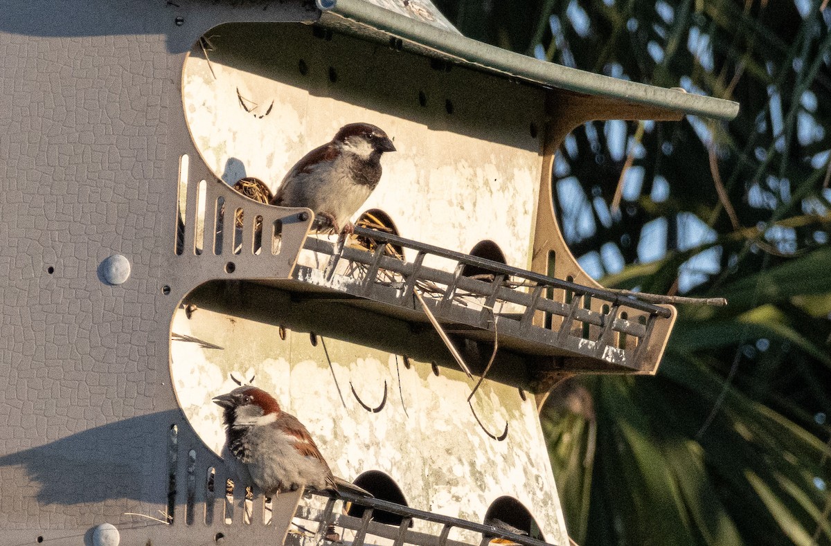 House Sparrow - ML620135197