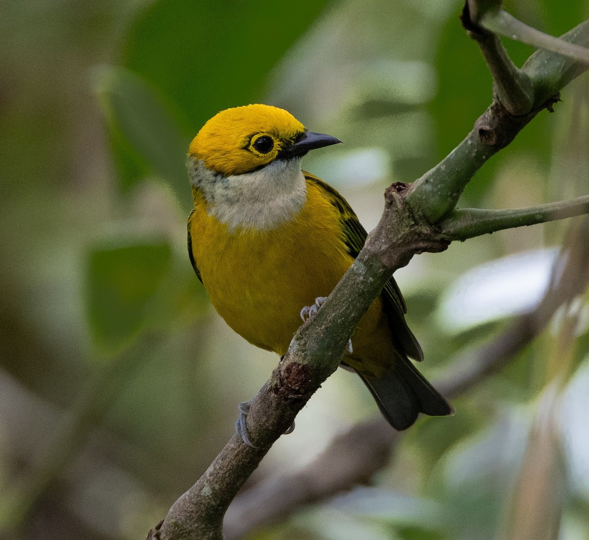 Silver-throated Tanager - ML620135208