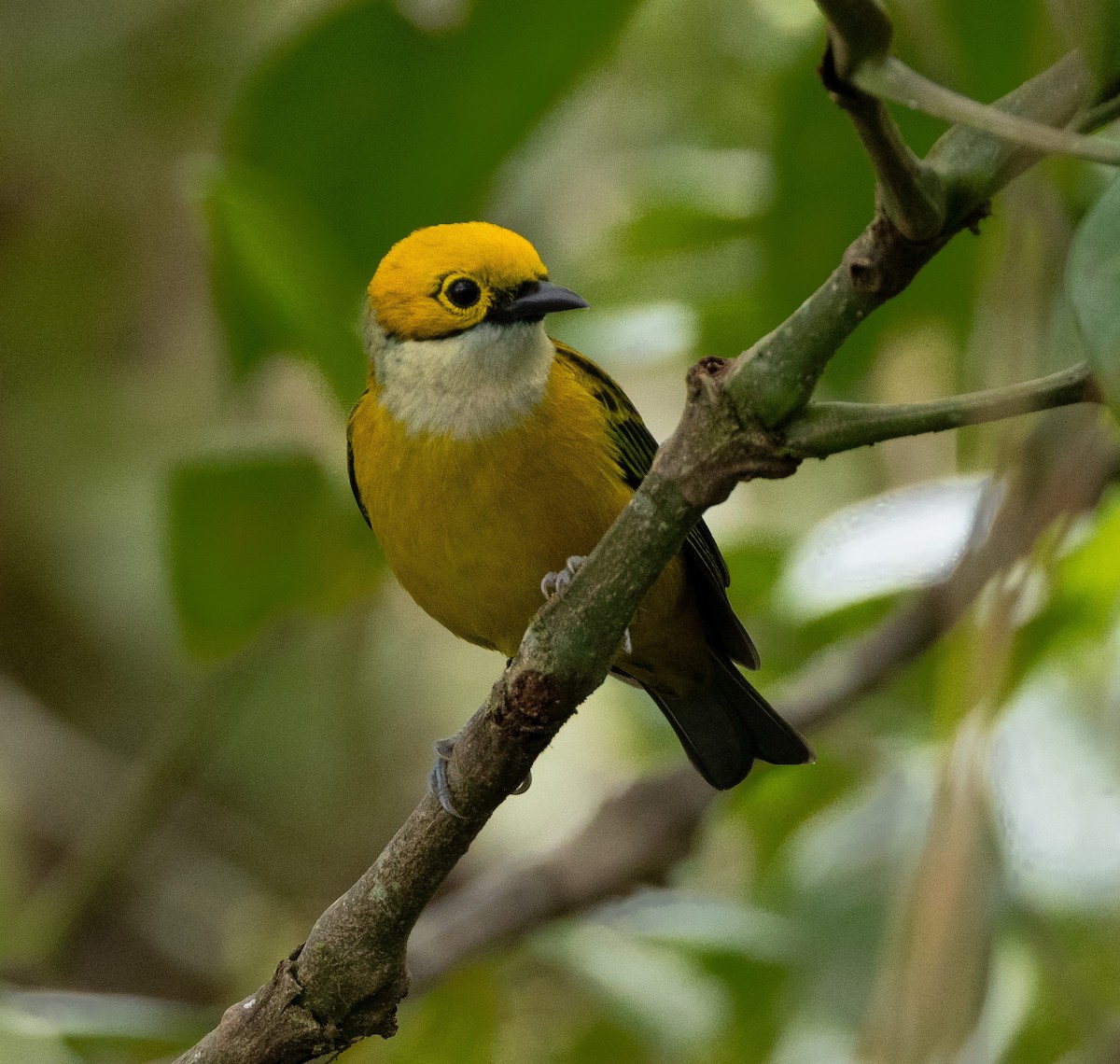 Silver-throated Tanager - ML620135209