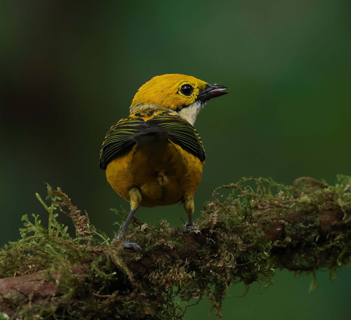 Silver-throated Tanager - ML620135210