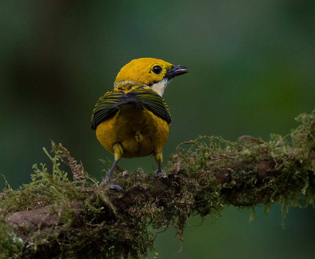 Silver-throated Tanager - ML620135211