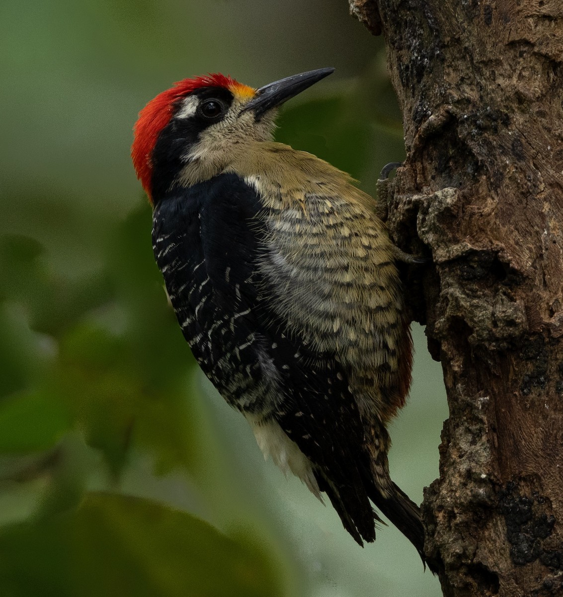 Black-cheeked Woodpecker - ML620135218