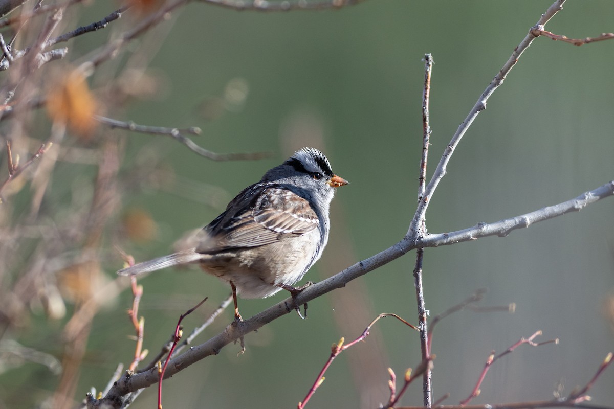 White-crowned Sparrow - ML620135220