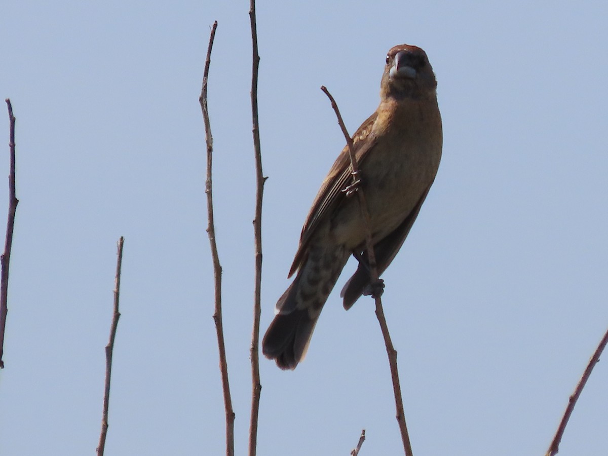 Blue Grosbeak - ML620135232