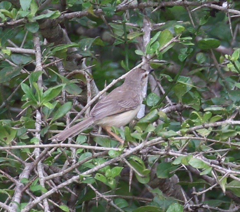 褐頭鷦鶯 - ML620135235