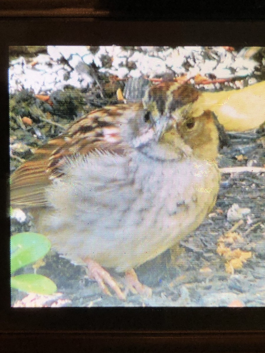 White-throated Sparrow - ML620135283