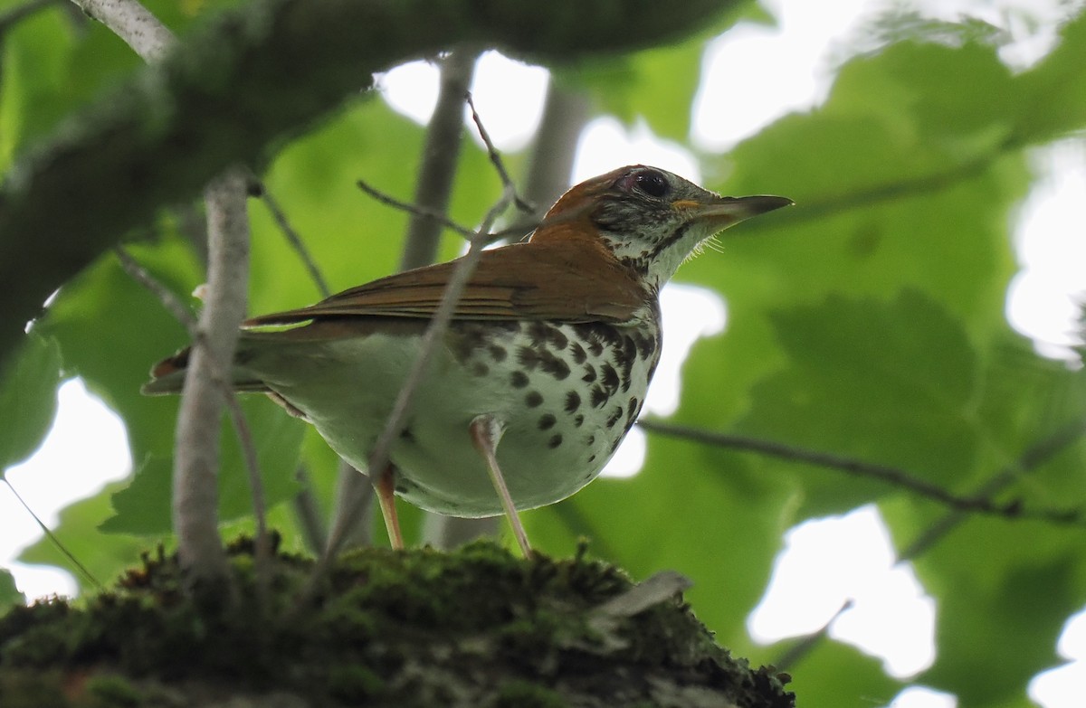 Wood Thrush - ML620135286