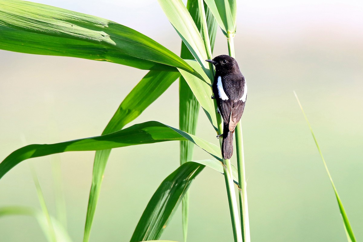 Pied Bushchat - ML620135299