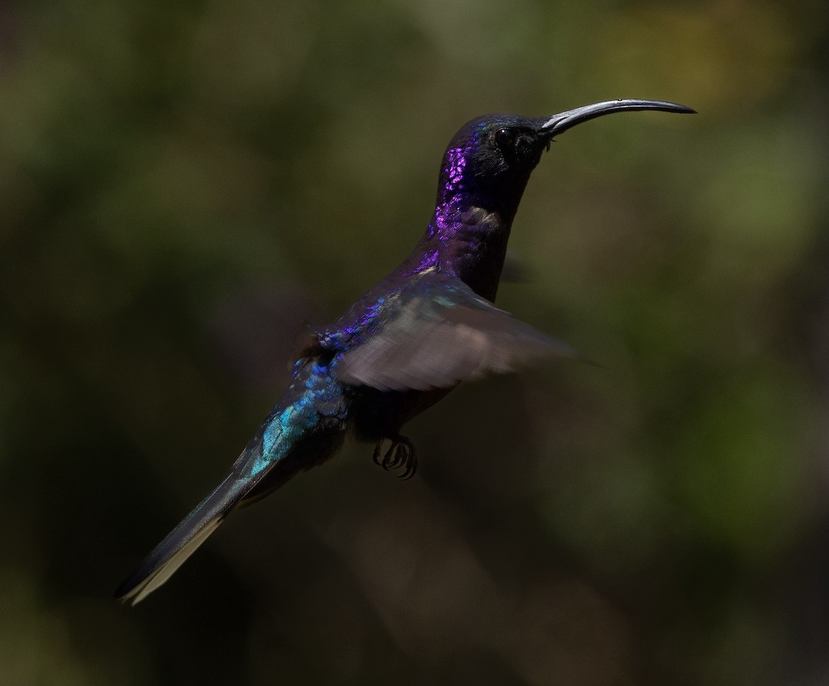 kolibřík fialkový - ML620135301