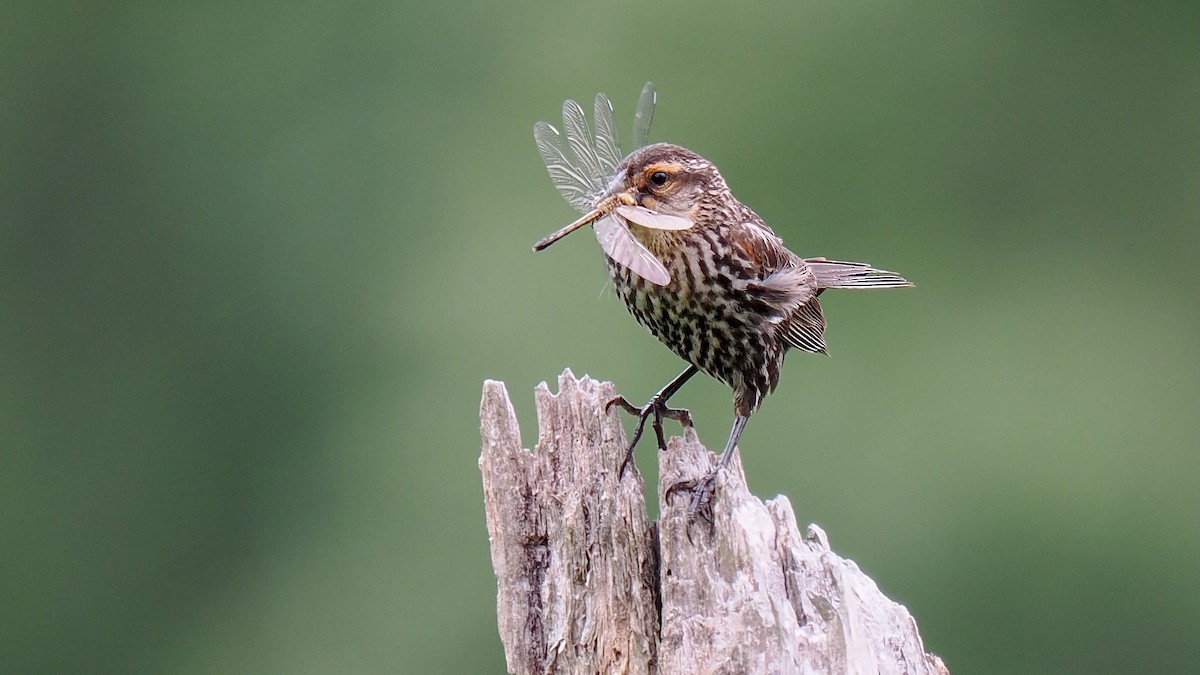 Red-winged Blackbird - ML620135304