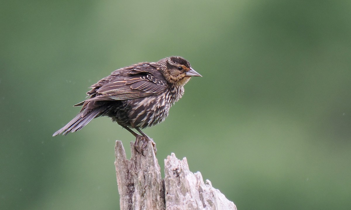 Red-winged Blackbird - ML620135305