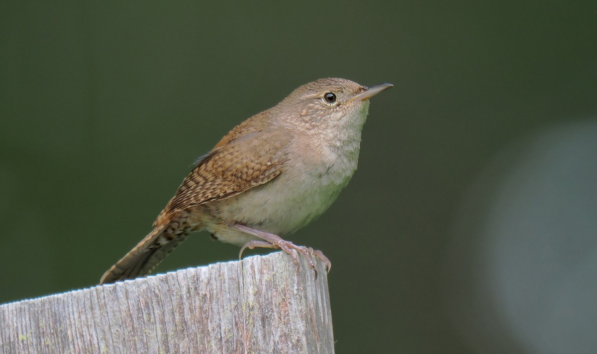 House Wren - ML620135307