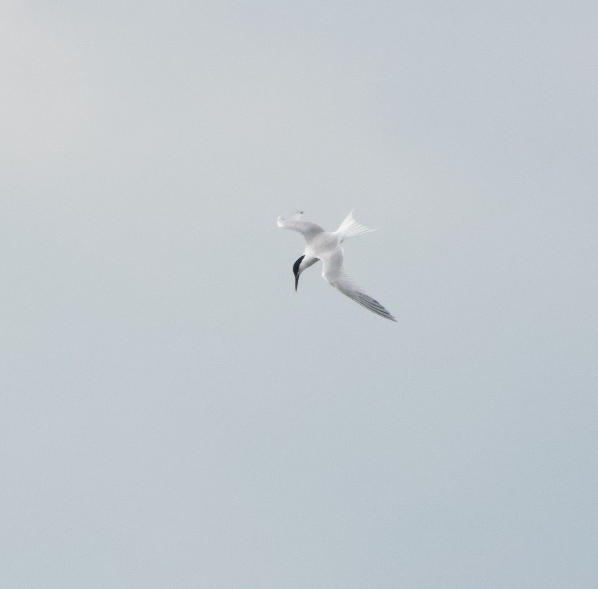 白嘴端燕鷗 - ML620135317