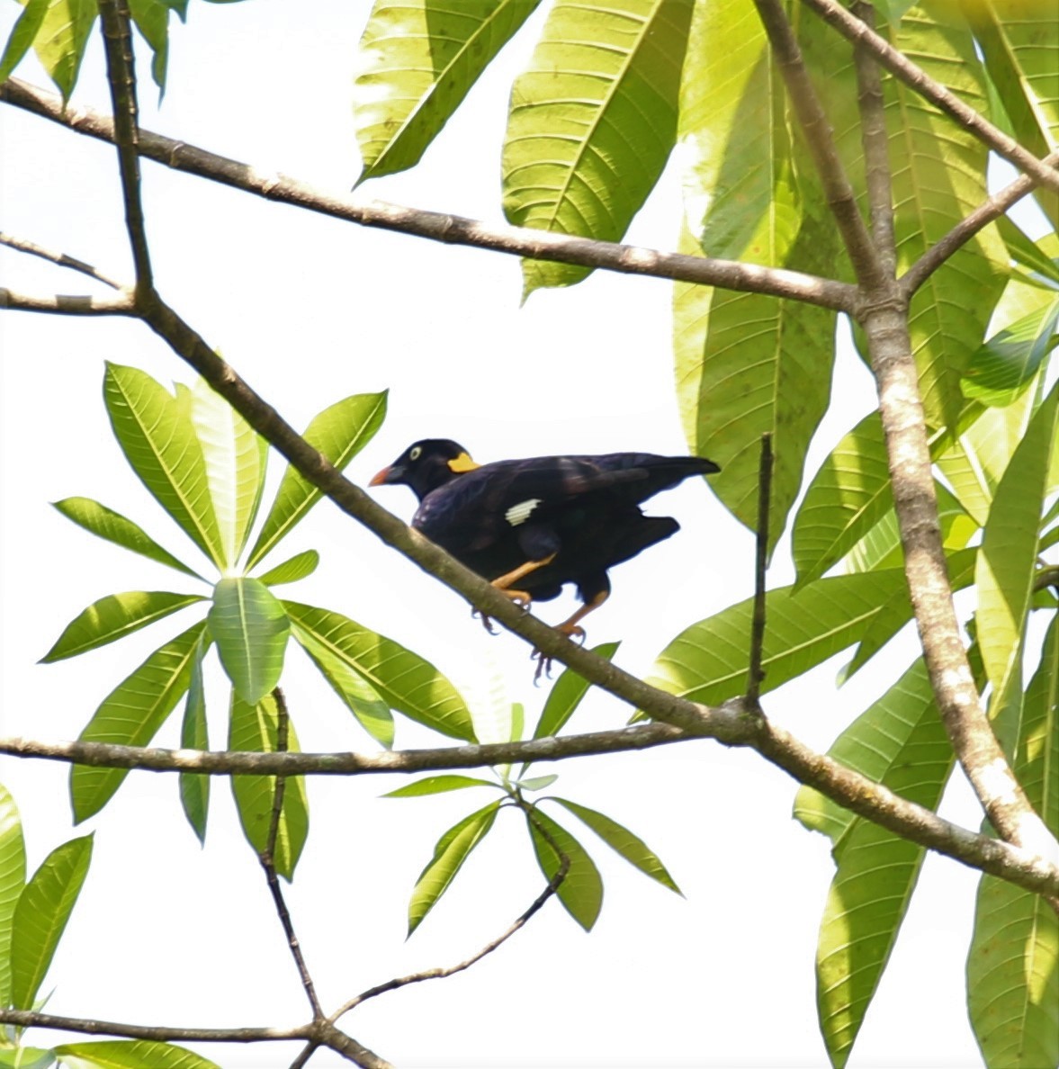 Sri Lanka Myna - ML620135329