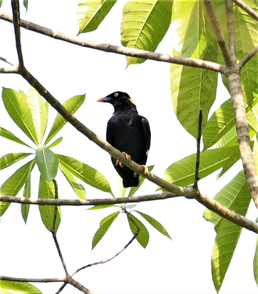 Sri Lanka Myna - ML620135331