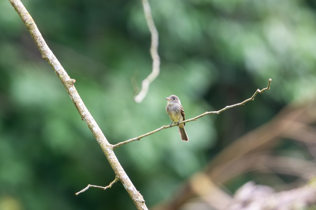 Hispaniolan Pewee - ML620135335