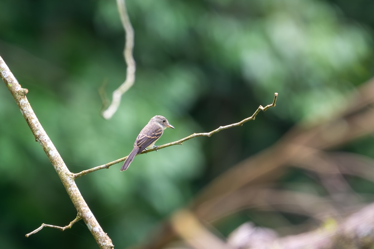 Hispaniolan Pewee - ML620135336