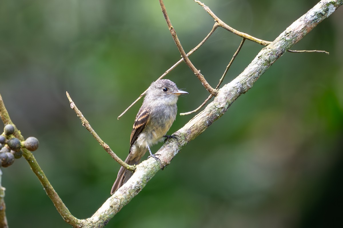 Hispaniolan Pewee - ML620135337