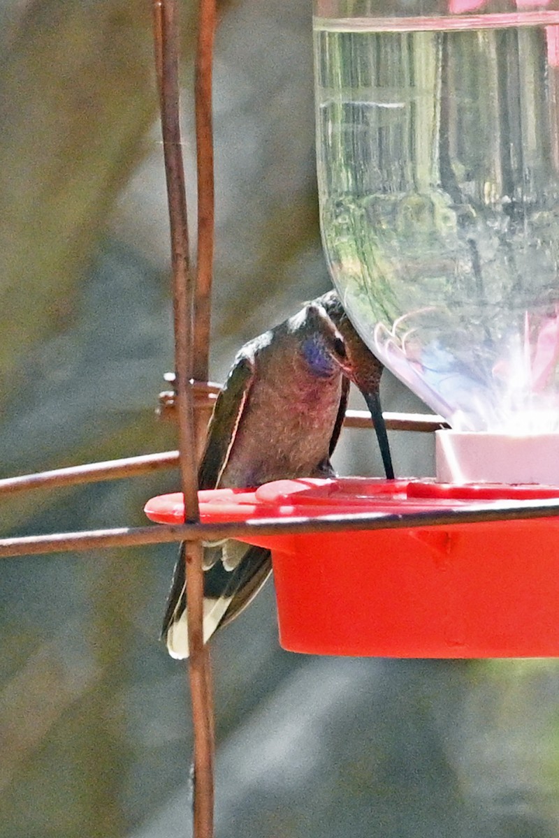 kolibřík blankytohrdlý - ML620135340