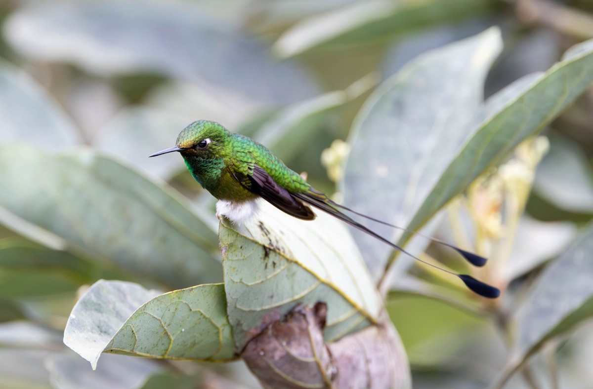 White-booted Racket-tail - ML620135350