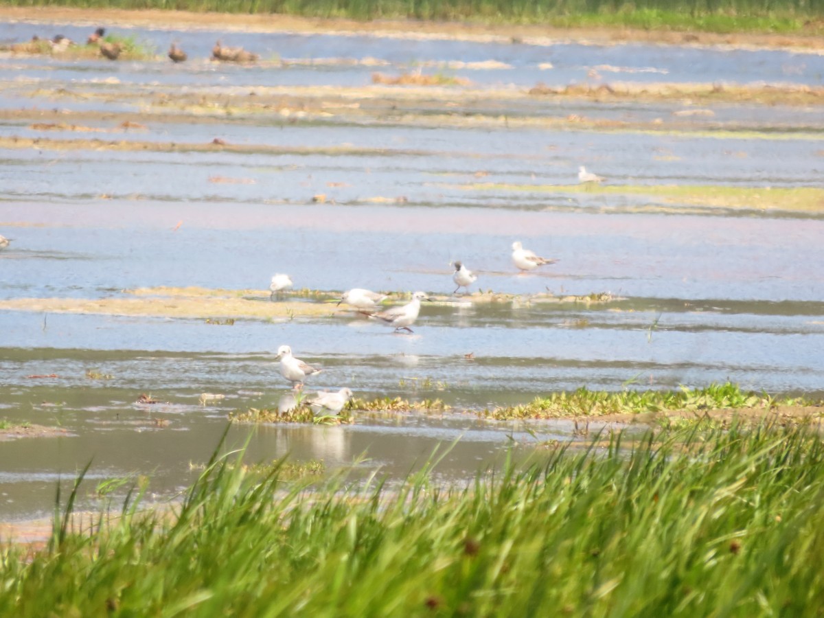 Mouette de Bonaparte - ML620135361