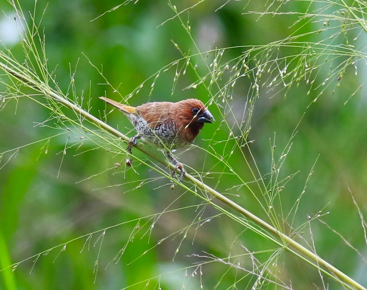 Scaly-breasted Munia - ML620135367