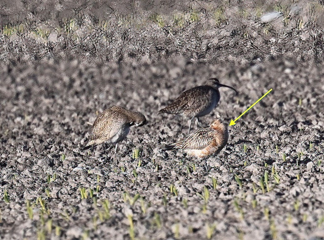 Bar-tailed Godwit - ML620135369