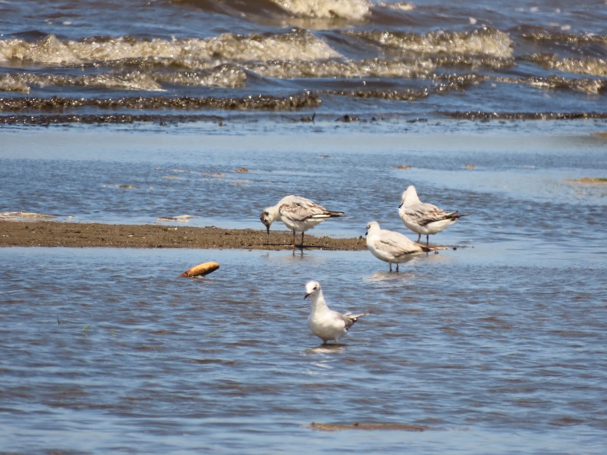 Bonaparte's Gull - ML620135379