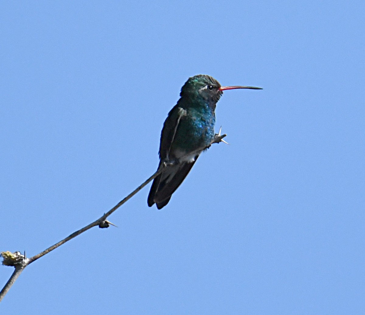 Broad-billed Hummingbird - ML620135395