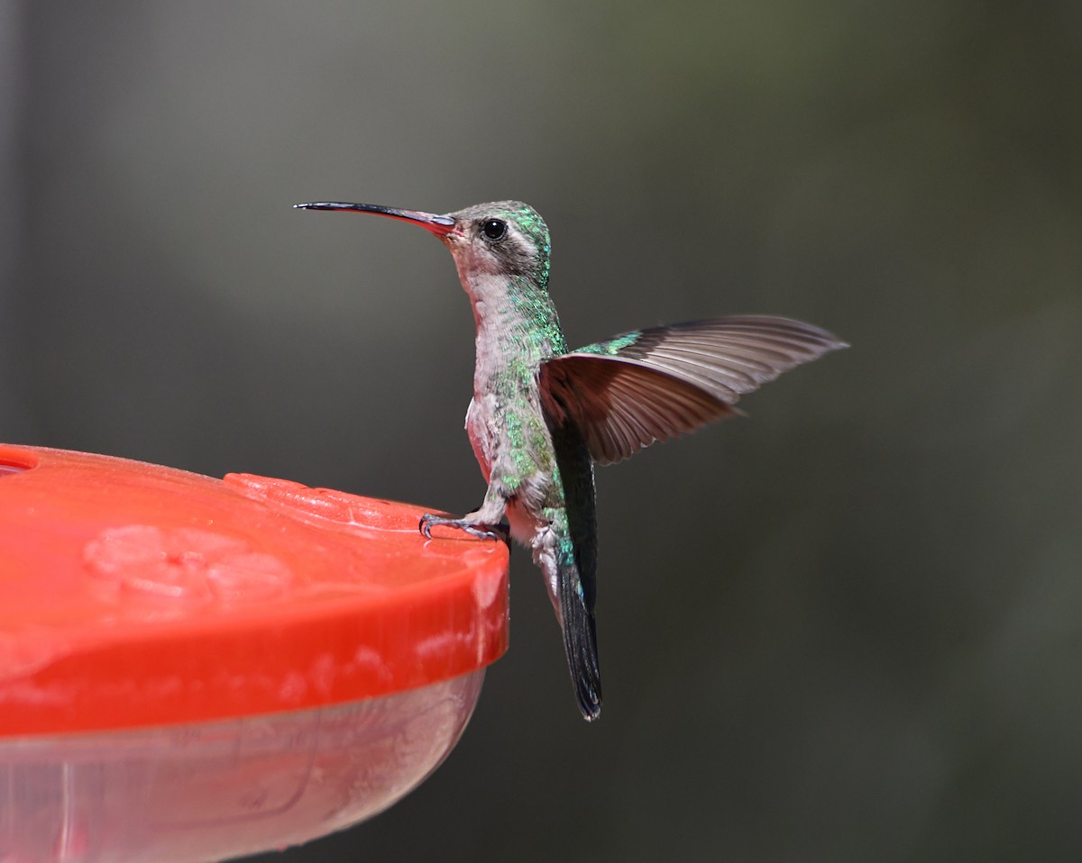 Broad-billed Hummingbird - ML620135397