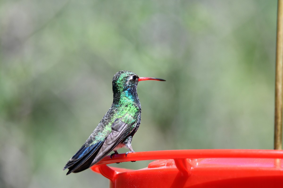 Broad-billed Hummingbird - ML620135398
