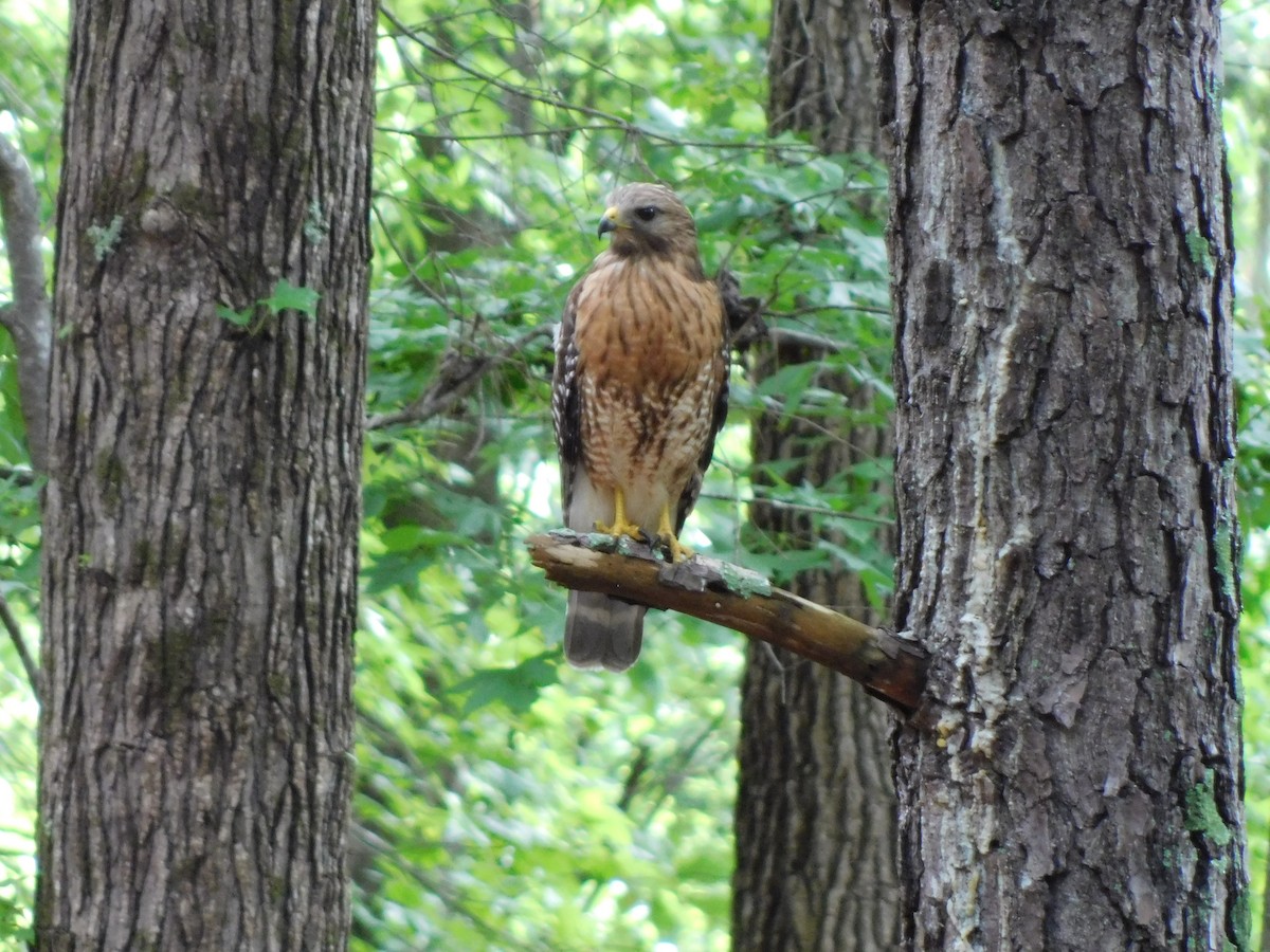 Red-shouldered Hawk - ML620135408