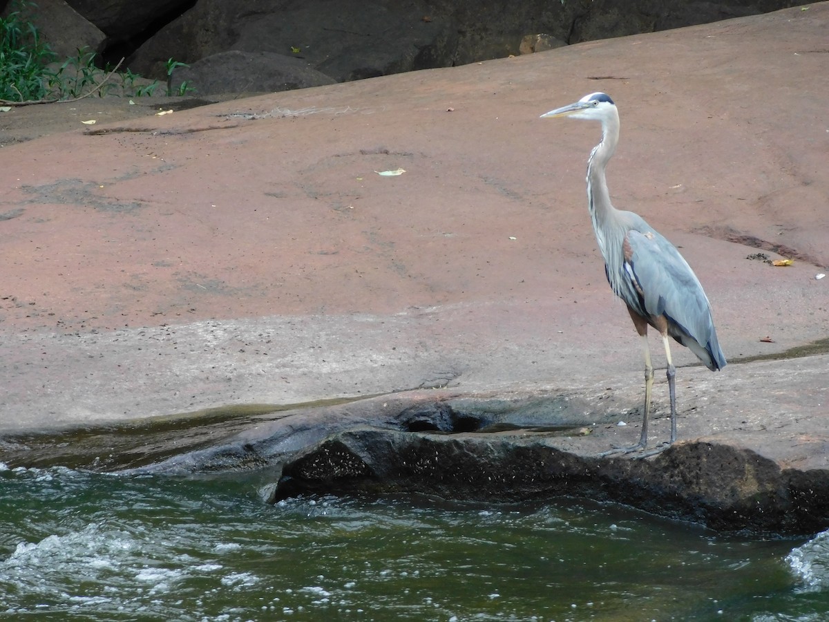 Great Blue Heron - ML620135412