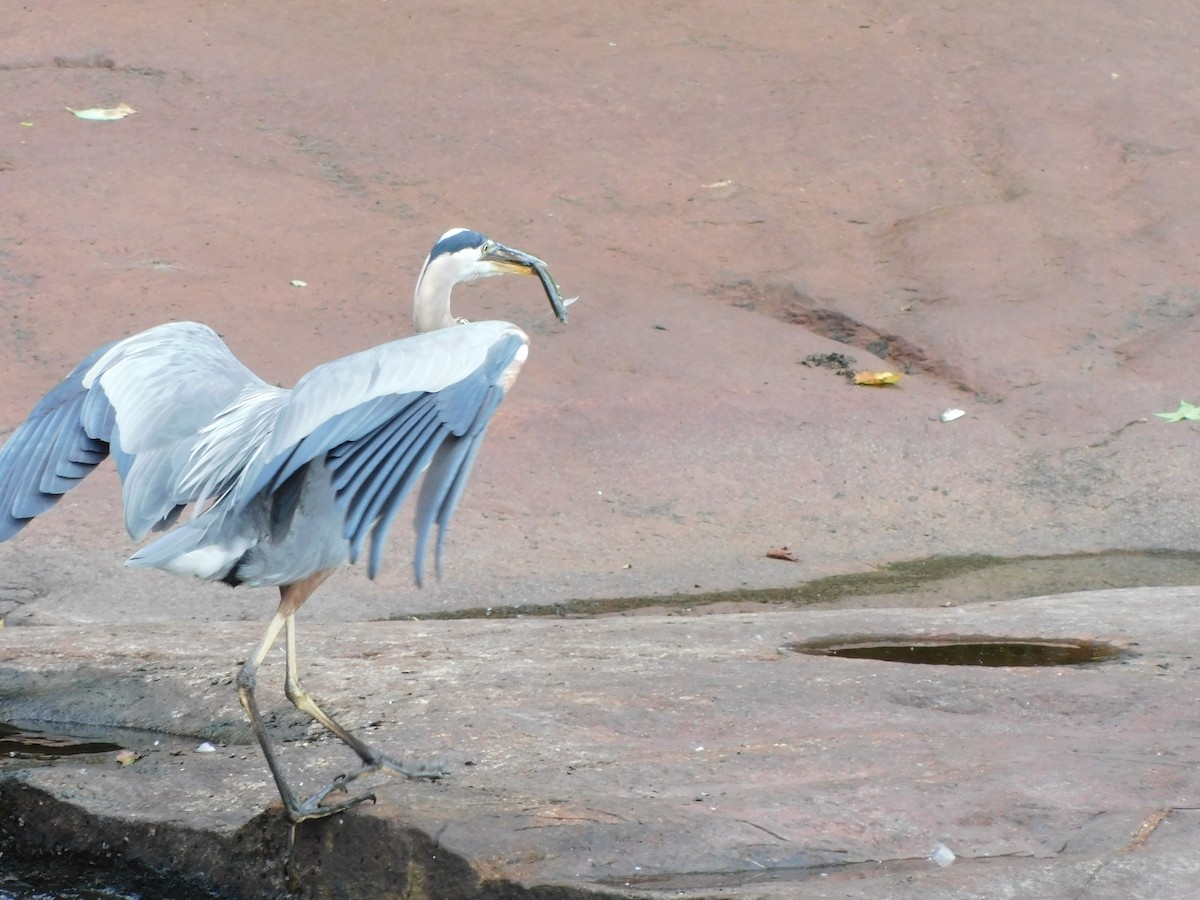 Great Blue Heron - ML620135413