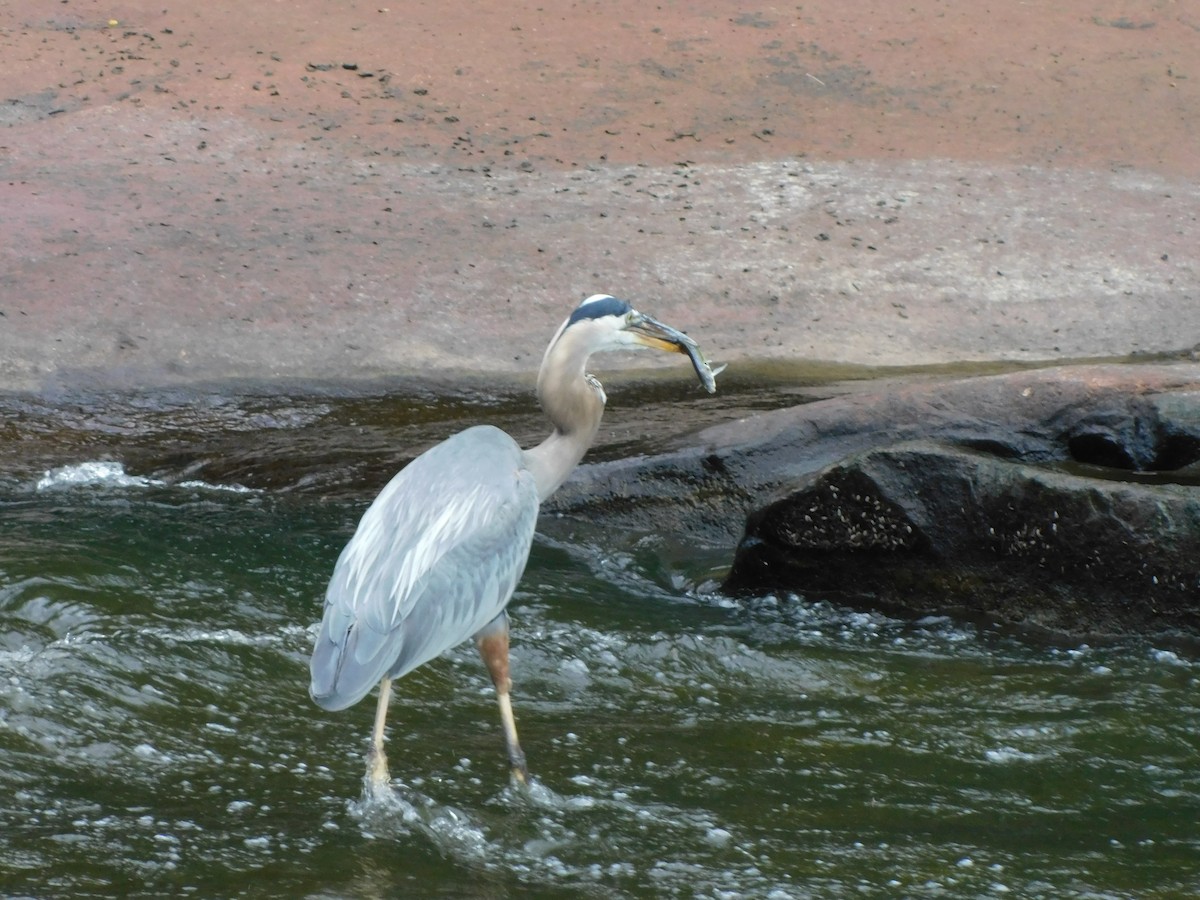 Great Blue Heron - ML620135414