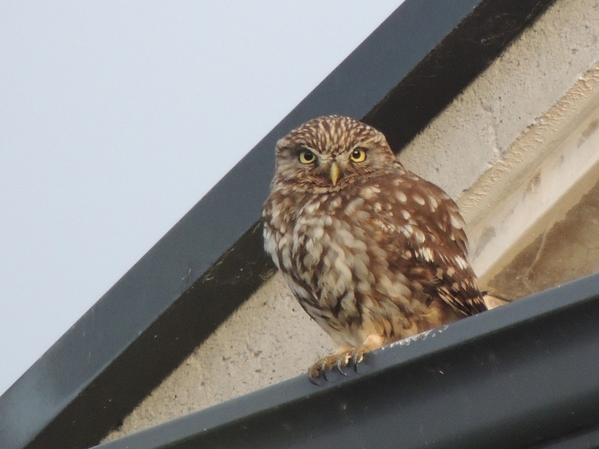 Little Owl - ML620135415