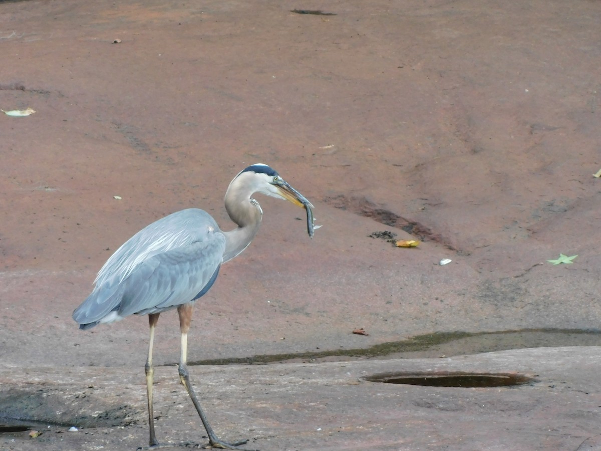 Great Blue Heron - ML620135416