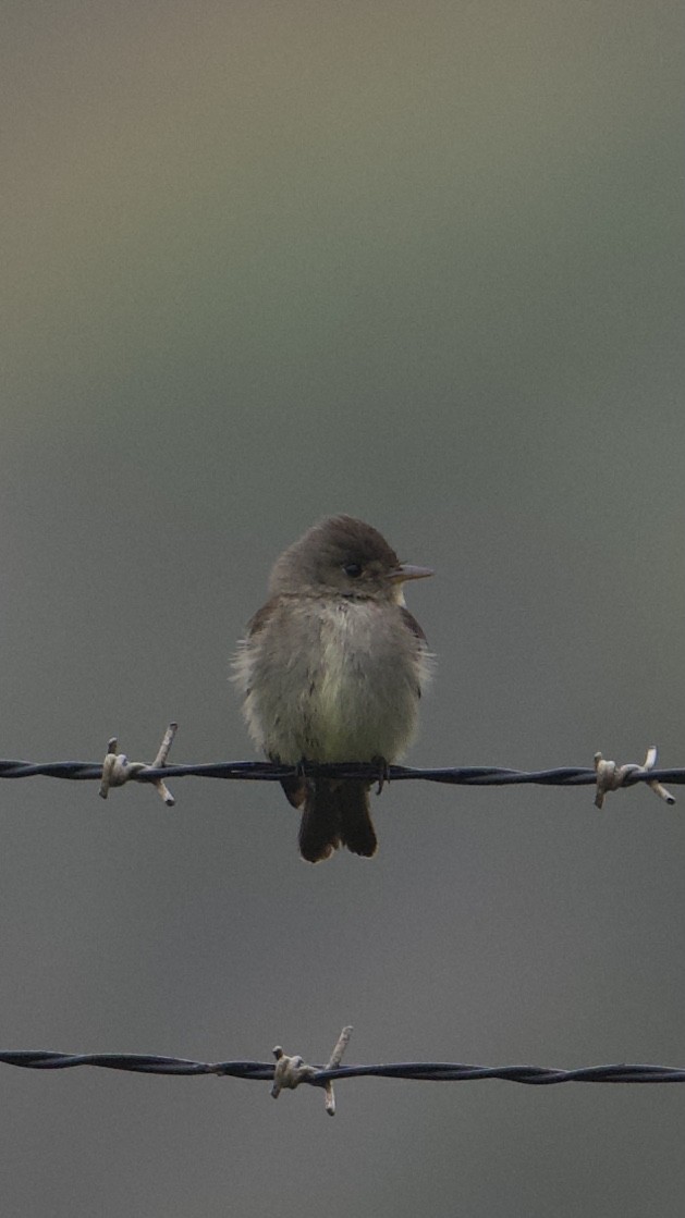 Eastern Wood-Pewee - David Theobald