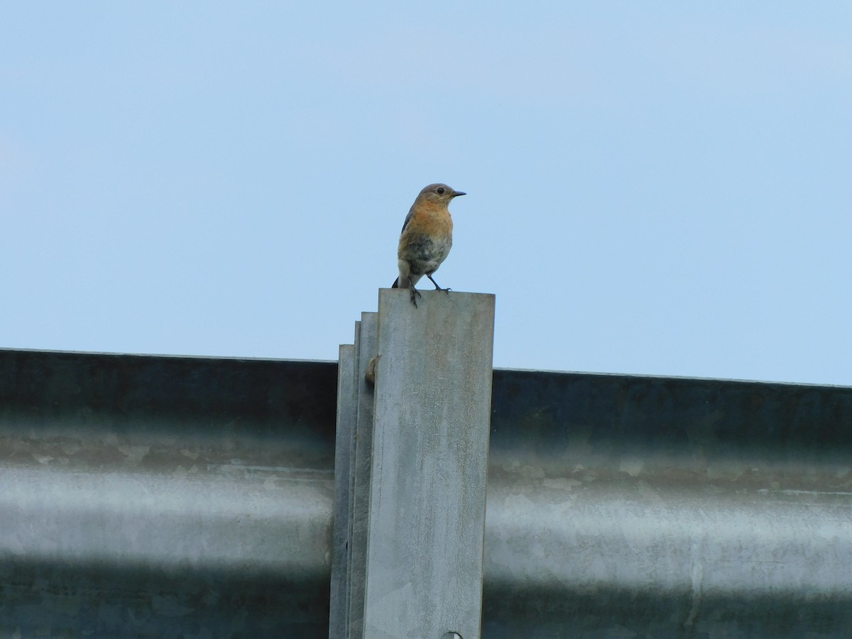 Eastern Bluebird - ML620135425