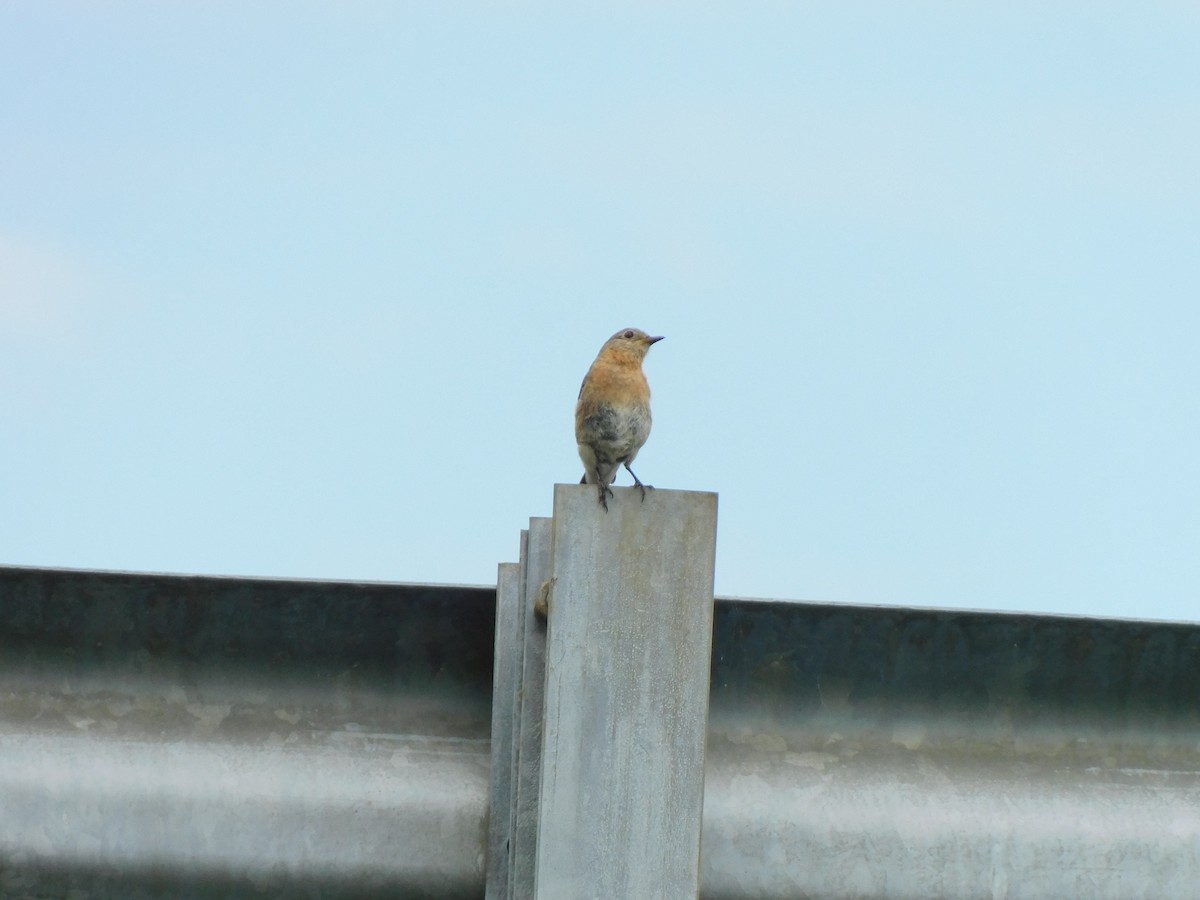 Eastern Bluebird - Julian Monsalve